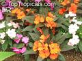 Impatiens hawkeri